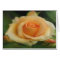 Peach Coloured Rose On Canvas Cards
