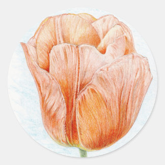 Peach Coloured Tulip Classic Round Sticker