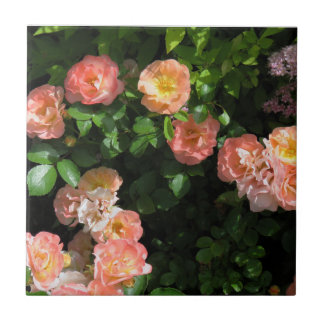 Peach Drift Roses Tile