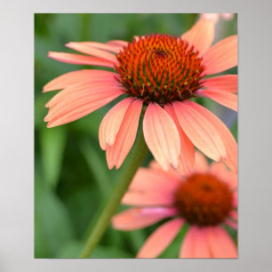 Peach Echinacea Flowers Poster