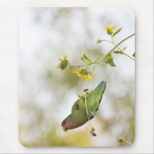 peach-faced love bird mouse pad