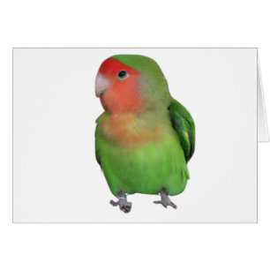 Peach-faced Lovebird