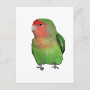 Peach-faced Lovebird Postcard