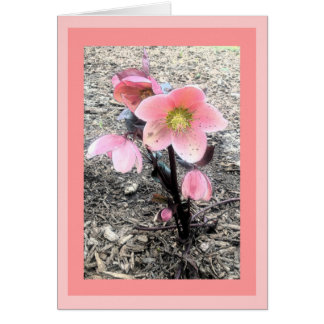 Peach Flower Card