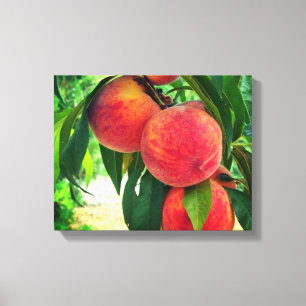 Peach Fruit Tree Branch Stretched Canvas Print