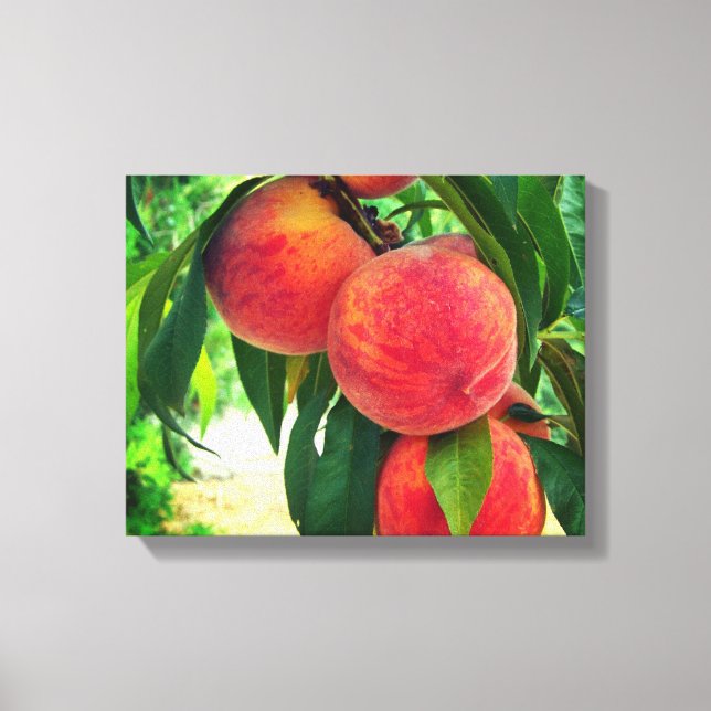 Peach Fruit Tree Branch Stretched Canvas Print (Front)