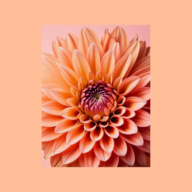 Peach Fuzz, Dahlia flower, Postcrossing Postcard (Creator Uploaded)