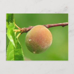 Peach Fuzz Postcard