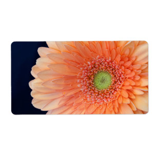 Peach Gerbera
