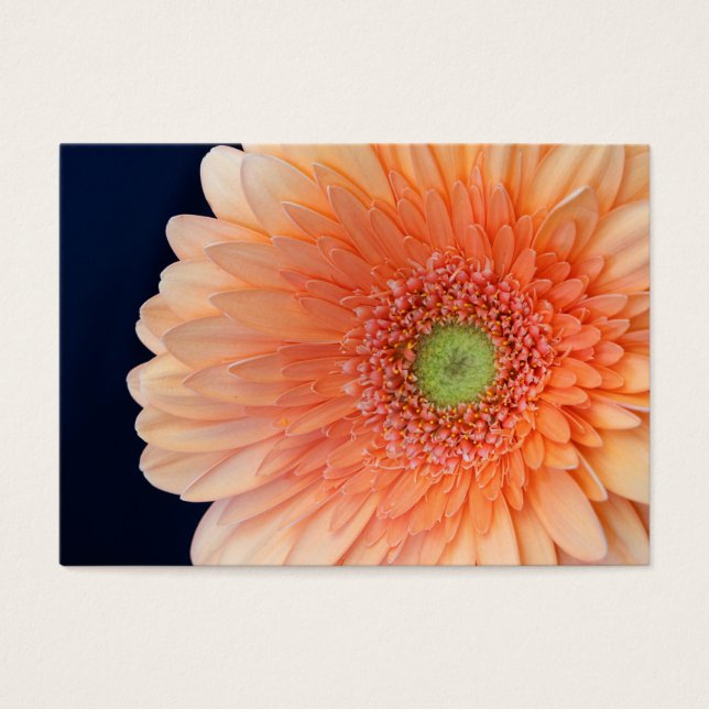 Peach Gerbera (Front)