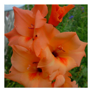 Peach Gladiola Poster