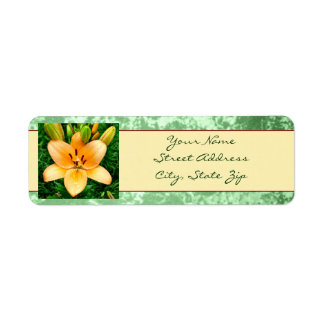 Peach Lily Photo