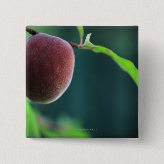 Peach on a peach tree 2 inch square button (Front)
