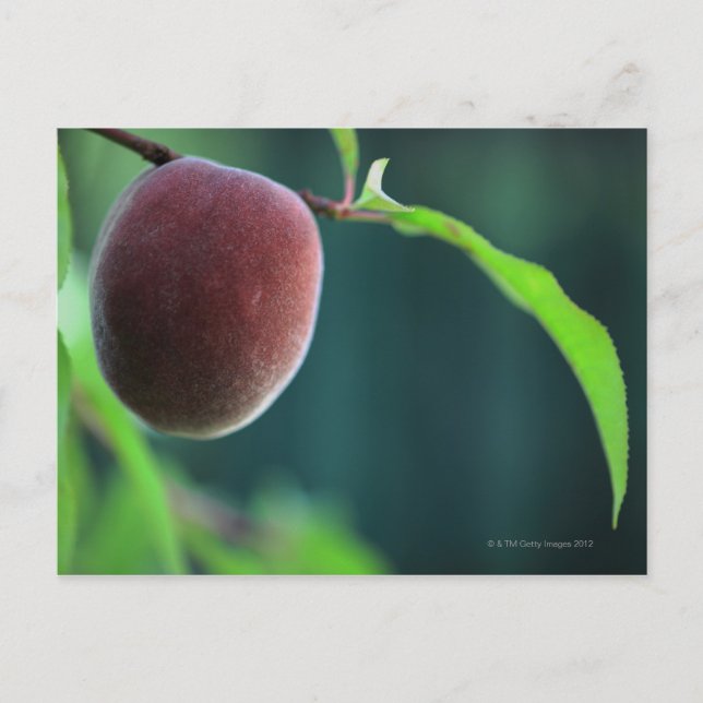 Peach on a peach tree postcard (Front)