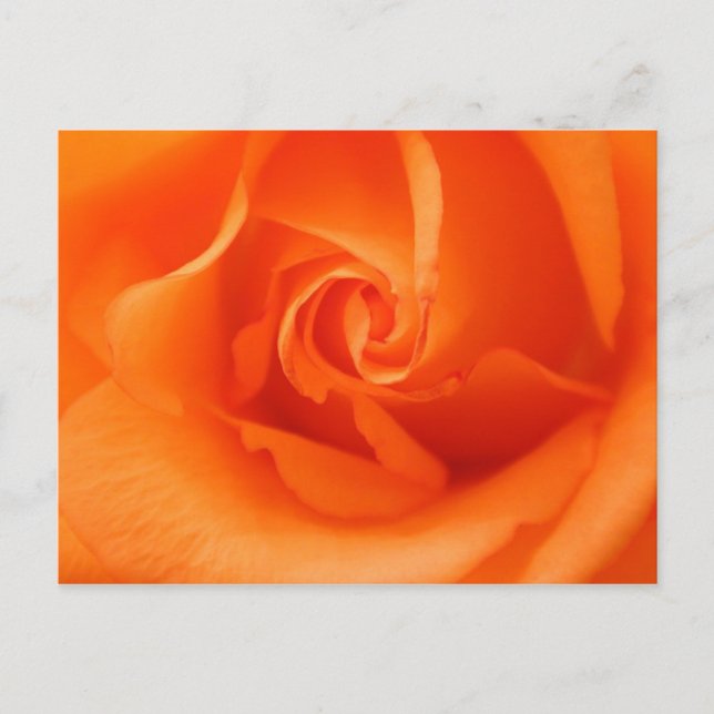 Peach Orange Rose Postcard (Front)