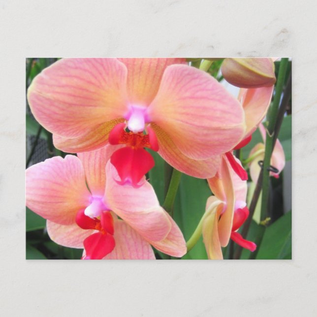 Peach orchids - Postcard (Front)