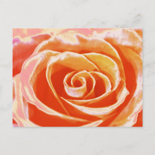 Peach pink blush rose postcard