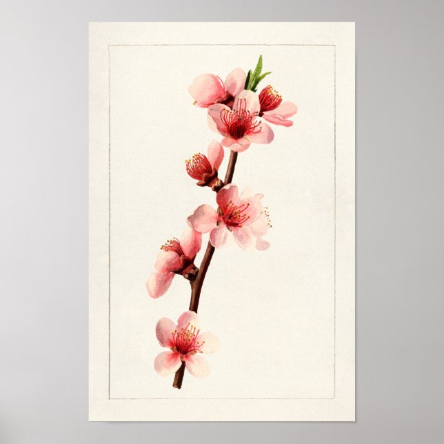 Peach Pink Flowers Watercolor Painting Poster (Front)