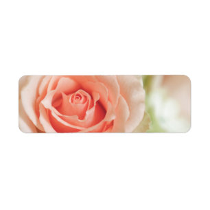 Peach Pink Rose Background Customized