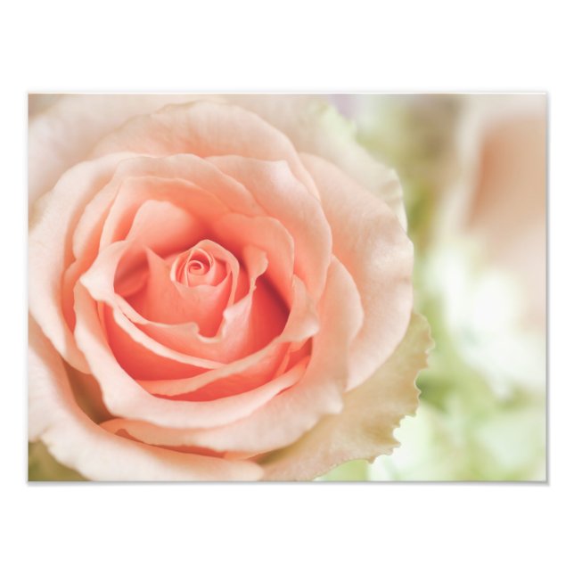 Peach Pink Rose Background Customized Photo Print (Front)