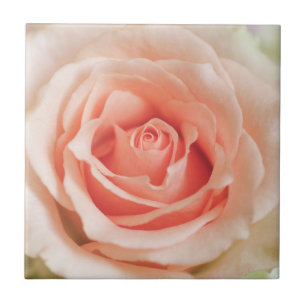 Peach Pink Rose Background Customized Template Tile