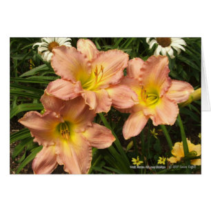 Peach pink with yellow throats daylily flowers