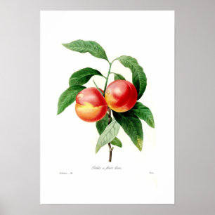 Peach Poster