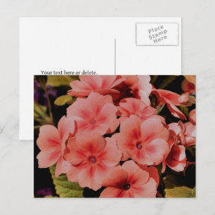 Peach Primrose Flowers Personalized Postcard