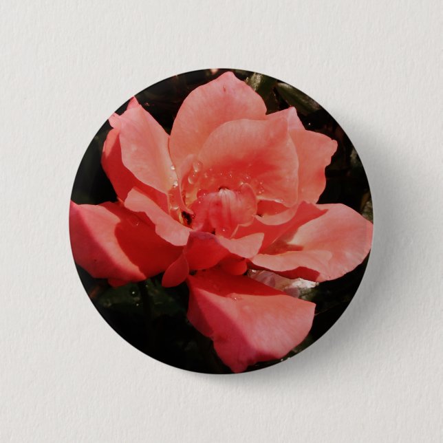 peach rose and dewdrops 2 inch round button (Front)