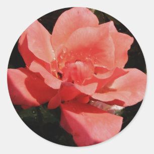 peach rose and dewdrops classic round sticker