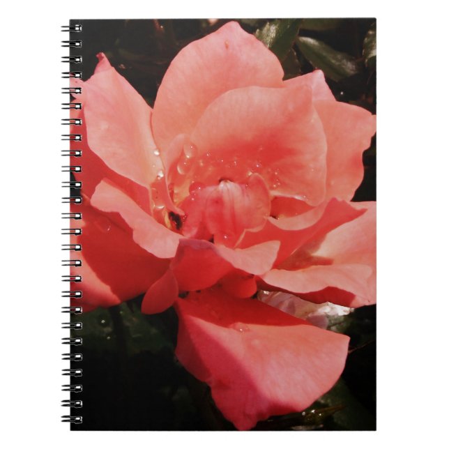 peach rose and dewdrops notebook (Front)