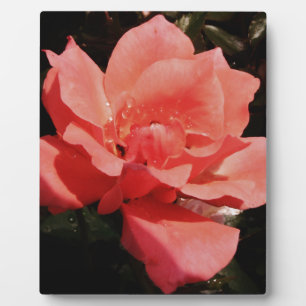 peach rose and dewdrops plaque