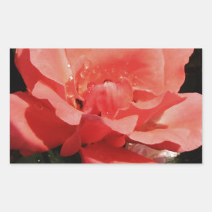 peach rose and dewdrops sticker