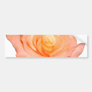 Peach Rose Bumper Sticker