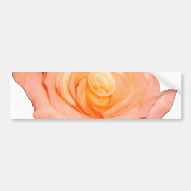 Peach Rose Bumper Sticker (Front)