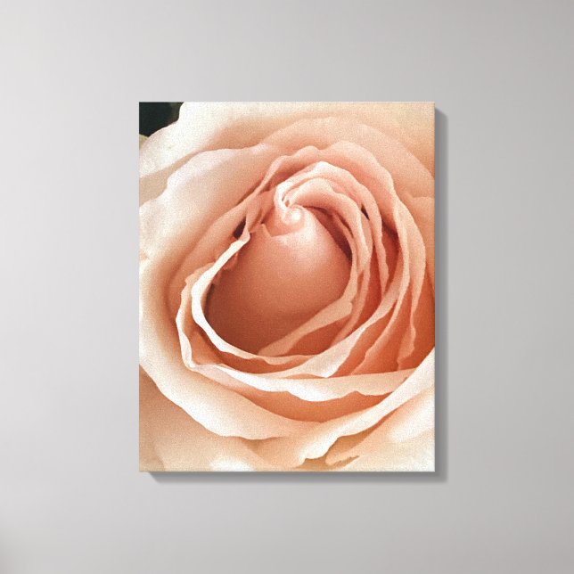 Peach Rose Canvas Print (Front)