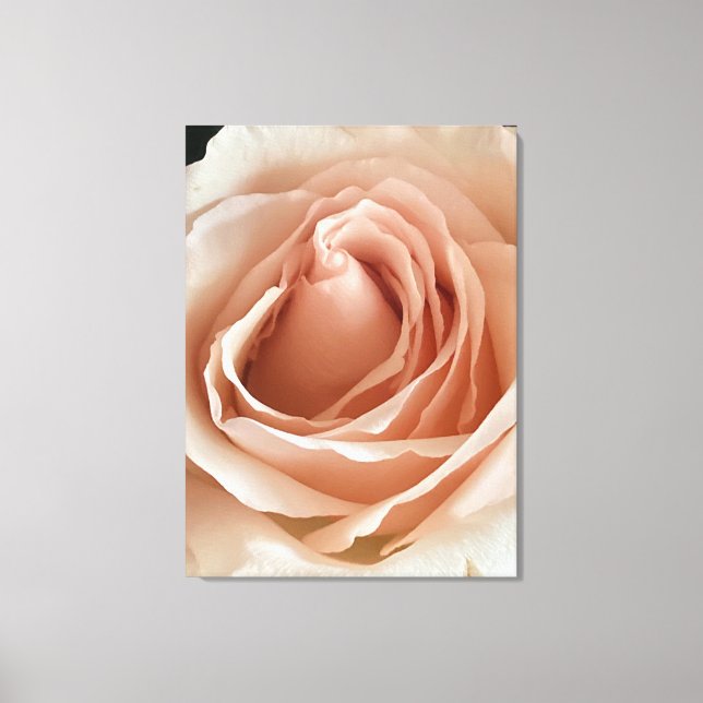Peach Rose Canvas Print (Front)