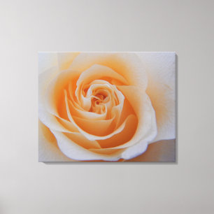 Peach Rose Canvas Print