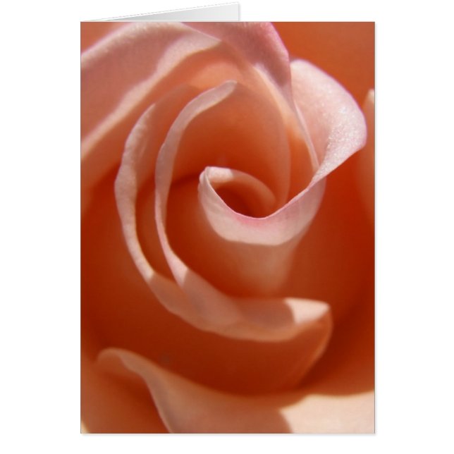 Peach Rose Card (Front)