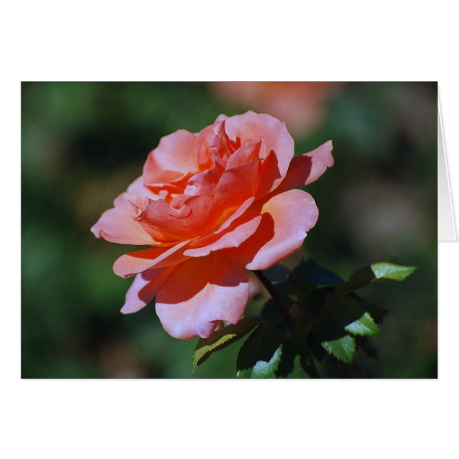 Peach Rose Card (Front Horizontal)