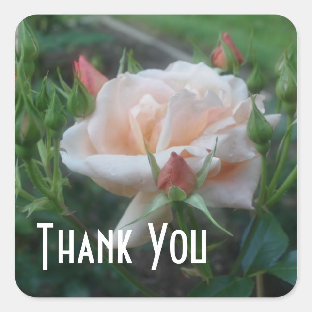 Peach Rose Flower Thank You Sticker (Front)