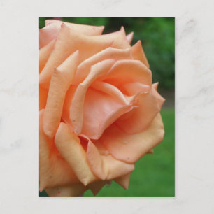 Peach Rose In Bloom Flower Postcard