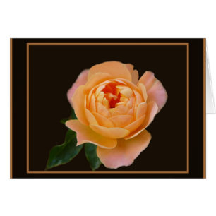 Peach Rose Macro