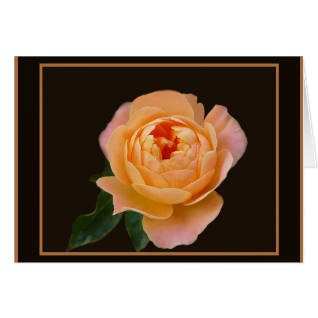 Peach Rose Macro (Front Horizontal)