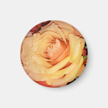Peach Rose Magnet pour votre réfrigérateur ou armo