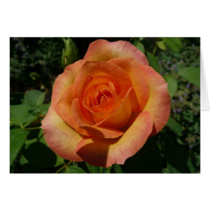 Peach Rose Orange Floral Photography
