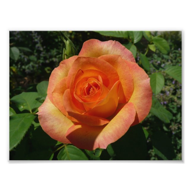 Peach Rose Orange Floral Photography Photo Print (Front)