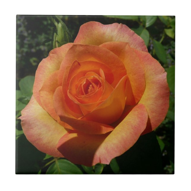 Peach Rose Orange Floral Photography Tile (Front)