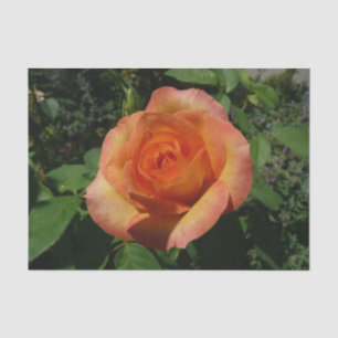 Peach Rose Orange Floral Photography Tissue Paper