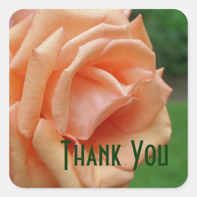 Peach Rose Petals Flower Thank You Square Sticker (Front)